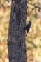 tree creeper